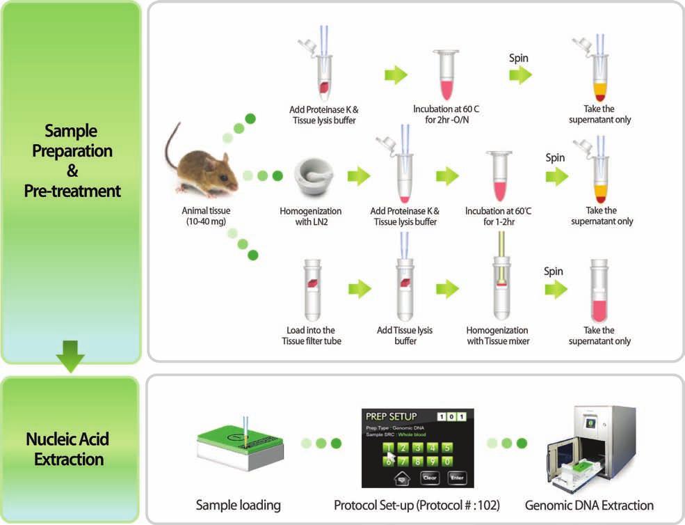 Application * Muscle, spleen 과같은연한조직 조직 25 mg 을 1.5 ml tube 에넣고 20 μl Proteinase K (20 mg/ml) 와 Tissue Lysis Buffer 400 μl 를첨가하여 60 에서 incubation 합니다.