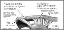 견봉쇄골관절손상 Acromioclavicular Joint