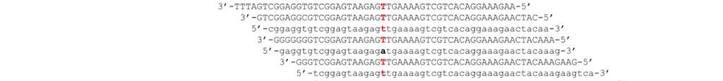 사지마비 SLC12A3 유전자의돌연변이 http://www.pnas.