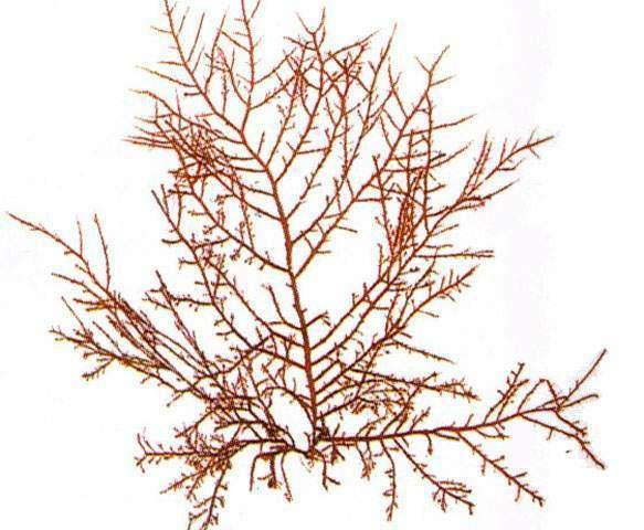바이오에탄올생성을위한바이오매스 해조류계 - 우뭇가사리, 미역, 청각, 다시마,