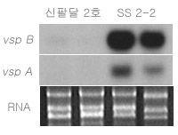 46 9I01 (AF136636) PR1a precursor [Glycine max] reverse 49 9C23 50