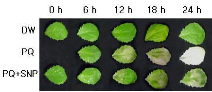 76 J Plant Biotechnol (2014) 41:73 80 Fig. 1 Protective effect of 100 μm SNP pretreatment on the paraquat (PQ)-induced leaf damage.