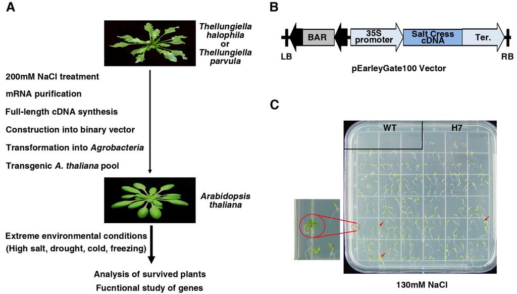 J Plant Biotechnol (2014) 41:81 88 83 한종자를 4 일간 4 C 에서암처리한후, 22 C 장일조건 ( 낮 16 시간, 밤 8 시간 ) 인식물생장실에서배양하였다. 내염성유전자발현 library 구축 2 주된 T. halophila 의식물체 (H) 와 T.