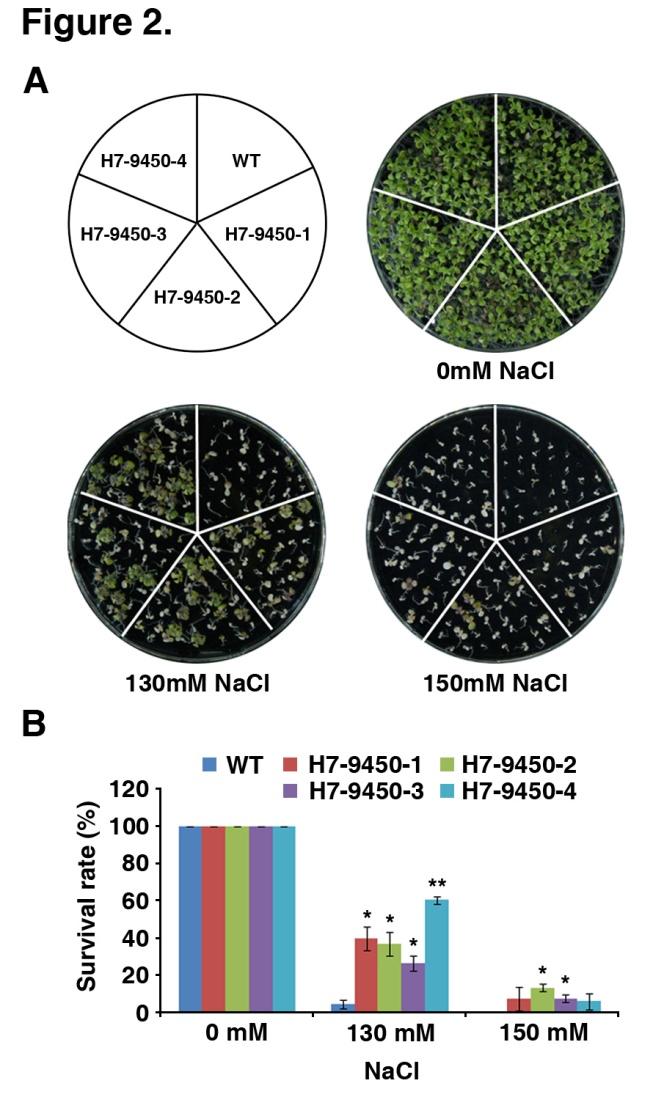 J Plant Biotechnol (2014) 41:81 88 85 1986; Yun 2005; Munns and Tester 2008). 특히 종자 발아 단계에서 고염 스트레스에 노출되게 되면 토양으로부터 수분의 흡수를 방해하는 삼투압 스트레스와 고농도 이온 스트레스가 작용하여 결과적으로 종자 발아율을 감소시 키게 된다.