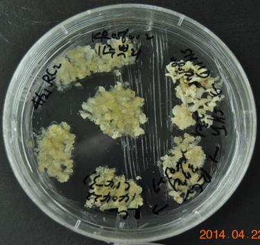 발생캘러스로부터식물체의재분화능력을확인하였다.