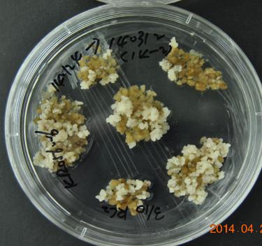 의연구와같이본연구팀에서도장기간유지증식한장미배발생캘러스도계대배양되면서캘러스의형태가변형되는것을관찰할수있었다.