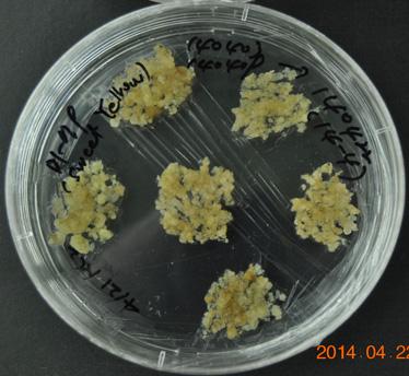 장기간계대배양된배발생캘러스로부터 Figure 1C, Figure 1F 및 Figure 1I 와같은신초의모습을갖춘식물체로재분화되기까지의기간은품종또는계통에따라차이가있었다.