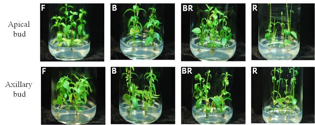 96 J Plant Biotechnol (2014) 41:94 99 Fig.