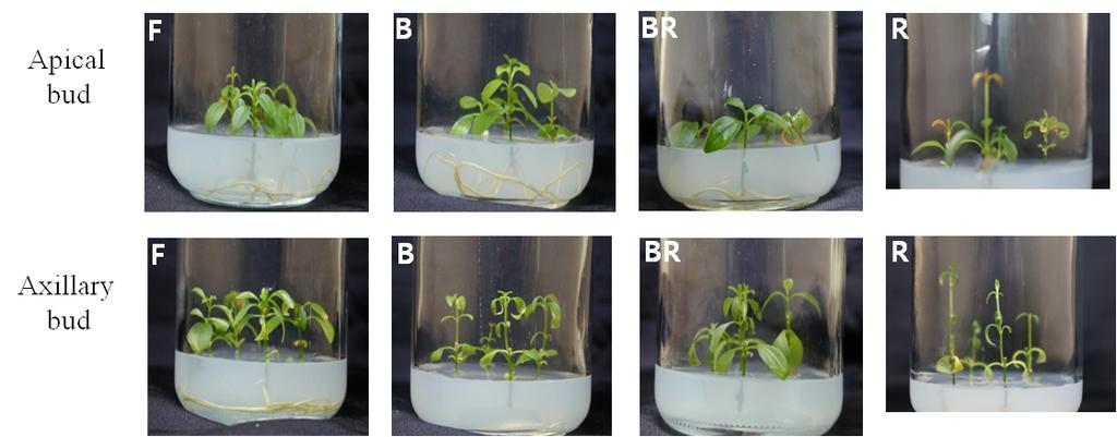 J Plant Biotechnol (2014) 41:94 99 97 Fig. 2 Root induction under different lightings : F - cool white fluorescent light; B-100% blue LED; BR - 50% blue LED + 50% red LED ; R- 100% red LED 되었다.