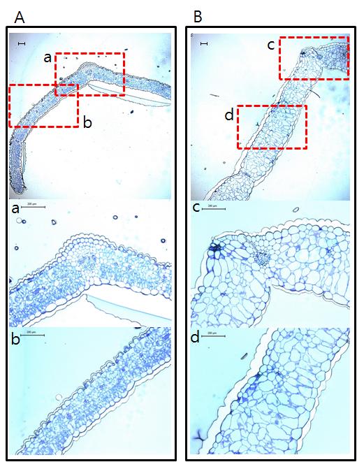 J Plant Biotechnol (2014) 41:100 106 103 Fig. 3 Effect of various medium on in vitro rooting. Data are the mean±se from 3 separate measurements of twenty individual plants.