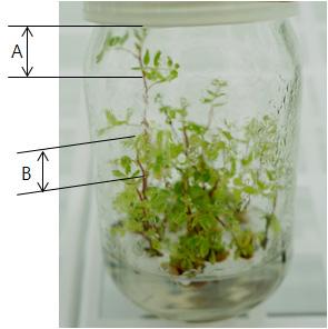 2 Anatomical comparison of normal leaf (A) and hyperhydrated leaf (B) derived from in vitro shoot of Astragalus membranaceus Bunge var. alpinus N.