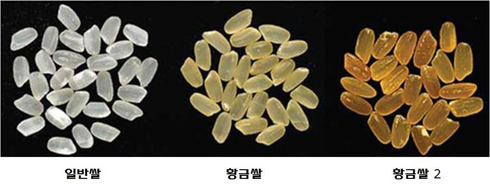 유전자변형황금쌀 (Golden Rice) : 영양결핍을극복하기위한벼연구의일환으로쌀에부족한비타민 A 를보강하기위하여전구물질인 β- 카로틴함량이높게개발