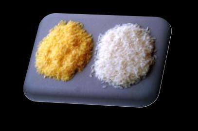 ) 2000년 Golden Rice 개발