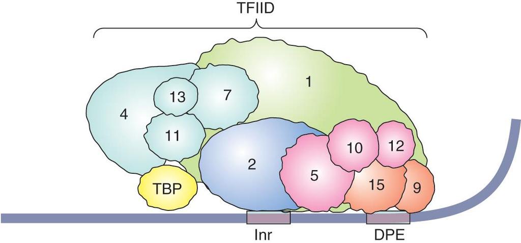 2. TFIID 는 TATA box 가없는 core promoter 에도결합한다 TBP 는 TFIID 의 subunit 임이밝혀지고 TATA box 가없는곳에결합하기위하여 TFIID 내의다른 subunit 인 TBP-associated