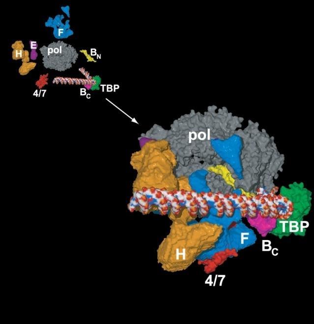 다음으로 TFIIE 는 TFIIB 에결합을하고 TFIIH 를불러드려 PIC 를완성하게된다. TFIIE 는두개 α unit 와두개의 β unit 로되었으며 dumbbell 모양으로 TFIIH 를 RNA polymerase complex 에불러드리는것이주된역할이며 TFIIH 의 helicase 와 kinase 활성을조절한다.