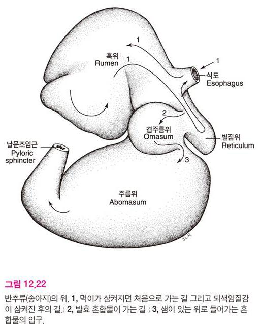 반추동물 (ruminant) 반추동물 ( 소, 양, 사슴등 ): 예비소화된먹이를다시토해서완전히소화할수있는반추위.