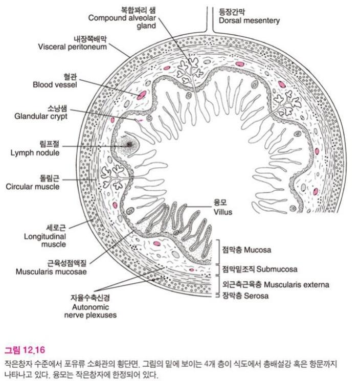 작은창자 사지동물 샘창자 ( 십이지장, duodenum): 짧게굽어진나머지 :