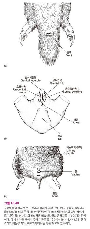 총배설강