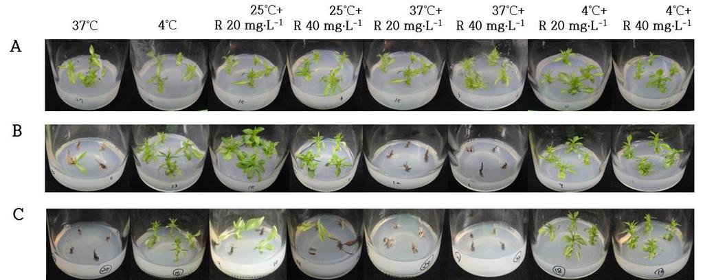 394 J Plant Biotechnol (2016) 43:391 396 Fig. 2 Comparison of in vitro pear plants treated by thermotherapy, cold therapy, and chemotherapy.