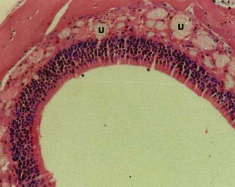안희영 외 Fig. 2. The olfactory mucosa of mice (HE stain 100).