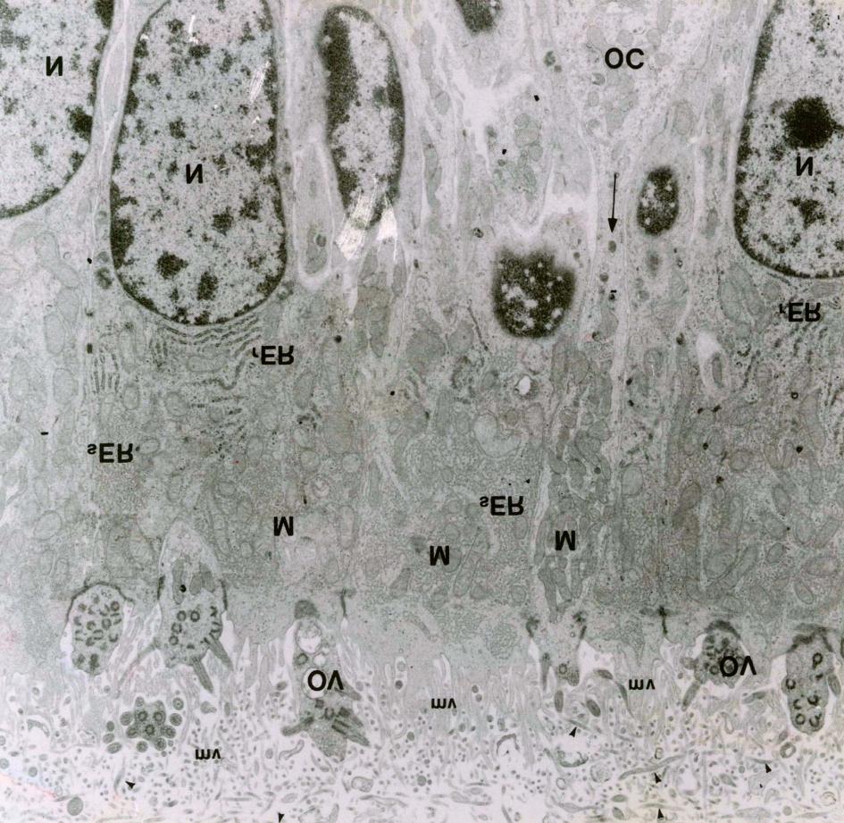 supranuclear cytoplasm. The olfactory cells (OC) are shown between the sustentacular cells.