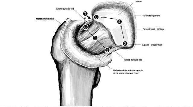 (1) Anterior neck area, (2) medial neck area, (3) medial head area, (4) anterior head area, (5) lateral head area, (6) lateral neck area, and (7) posterior area. Fig. 24. Medial synovial fold. Fig. 25.