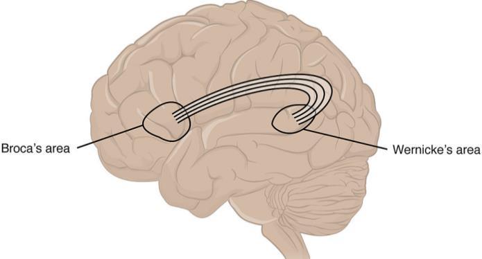 언어능력은뇌의특정부위에집중되어있다 좌뇌에집중되어있음 전두엽의 Broca s area, 측두엽의 Wernicke s area