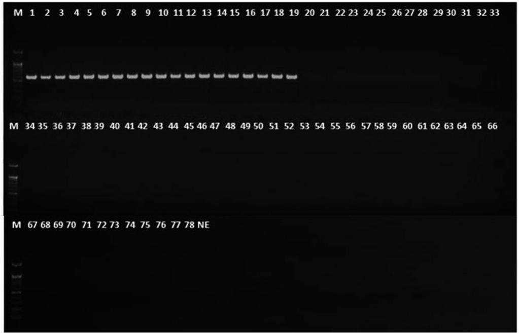 78 Research in Plant Disease Vol. 21 No. 2 Fig. 1. PCR result which was carried out with primer set, Ac-ORF 12F/ Ac-ORF 13R and bacterial DNA.