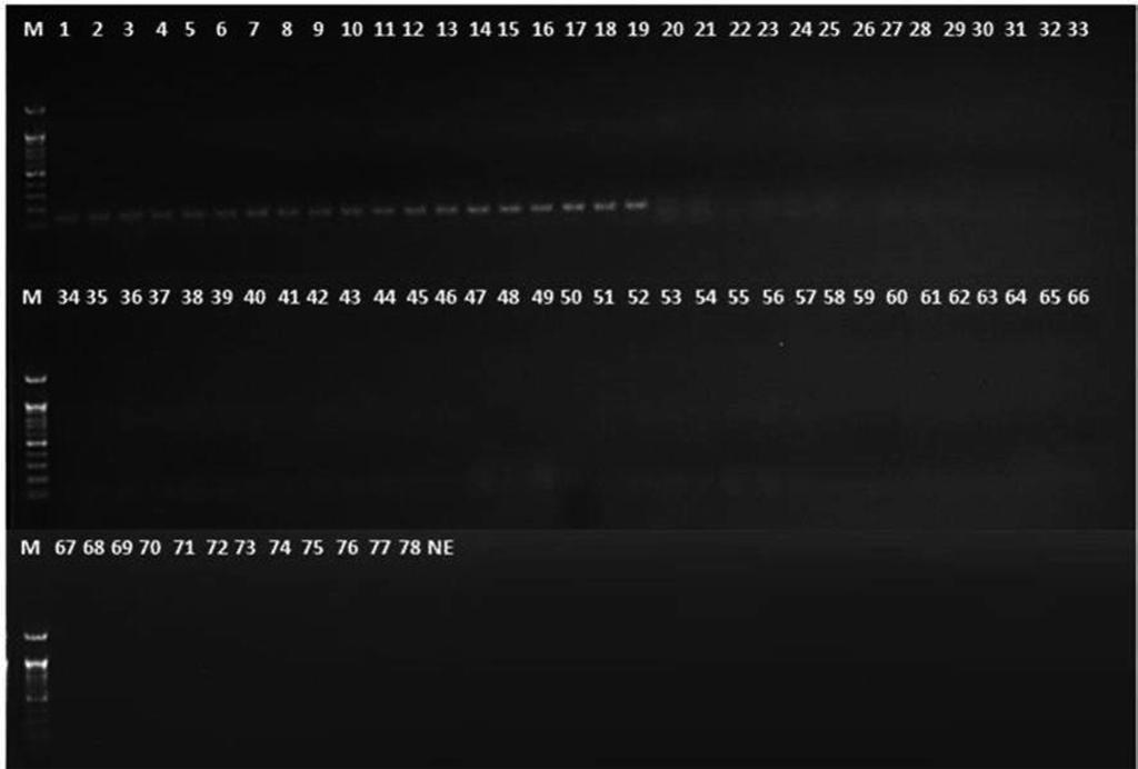 citrulli DNA 26. 26 Pseudomonas 51 PCR 5 2. 2 5 A. citrulli 19 DNA 620 bp DNA Ac-ORF 12F(5 -GCATCTTGTTCAGC- CACGAC-3 ) Ac-ORF 13R(5 -ATTGGCAATCACCAAGACGC-3 ) (Fig. 1).