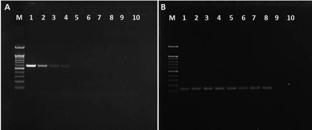 PCR Ac-ORF 12F Ac-ORF 13R, nested-pcr Ac-ORF 21F Ac-ORF 21R A. citrulli DNA A. citrulli. Fig. 2. Nested-PCR result which was carried out with primer set (Ac-ORF 21F/Ac-ORF 21R) and bacterial DNA.