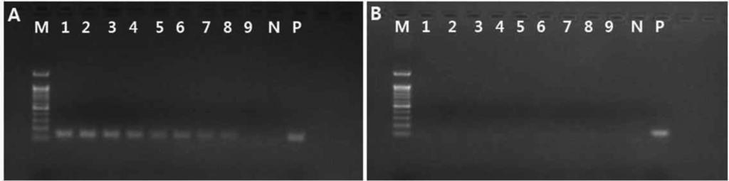 Research in Plant Disease Vol. 21 No. 2 79 Fig. 4.