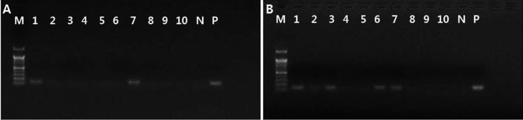 Nested-PCR was carried out with primer set, Ac-ORF 21F/Ac-ORF 21R and DNA from external and internal seed preparation of the artificially inoculated seeds in 10 8 cfu/ml-10 0 cfu/ml (lane 1-9).