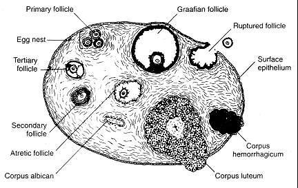 2-1. 난소 (Ovaries) Figure 2-2 Diagram of structures that can be identified in a cross section of an ovary of a reproductively active female.