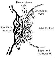 Figure 2-4 Structure of the wall of the Graafian follicle showing how the granulosa cells are deprived of a blood supply by