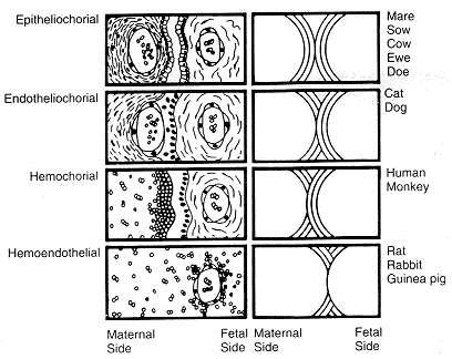 Figure 2-9 Placental types showing the cellular barriers between maternal and fetal blood for