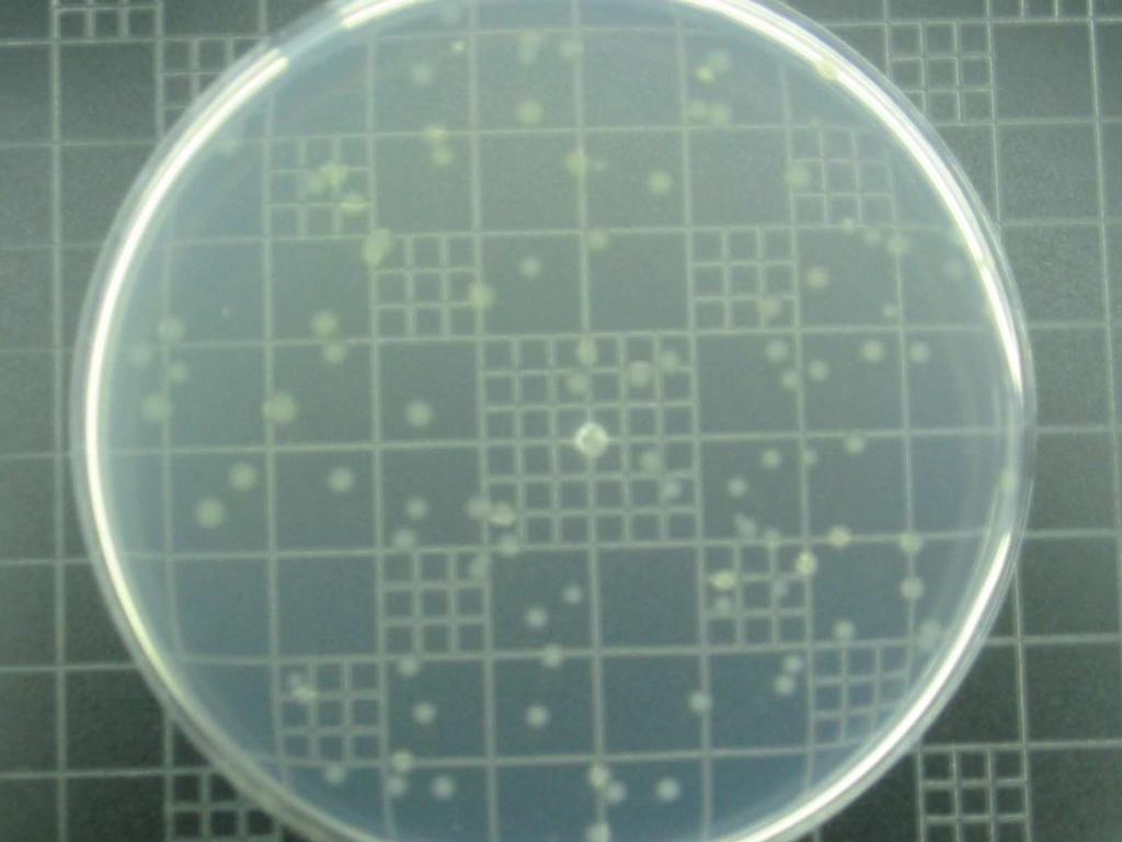 생물학적재증식안정성 - AOC 100 ug/l 이하 ( 후염소처리시 ) - AOC 10-20 ug/l 이하 ( 소독공정없는경우 ) *