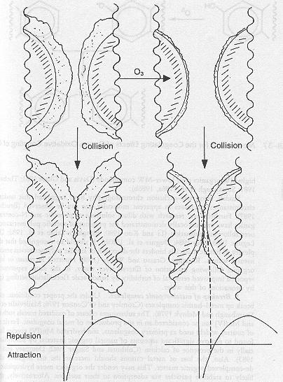 Stablized -> Destabilized by Polymeric bridge Loss of