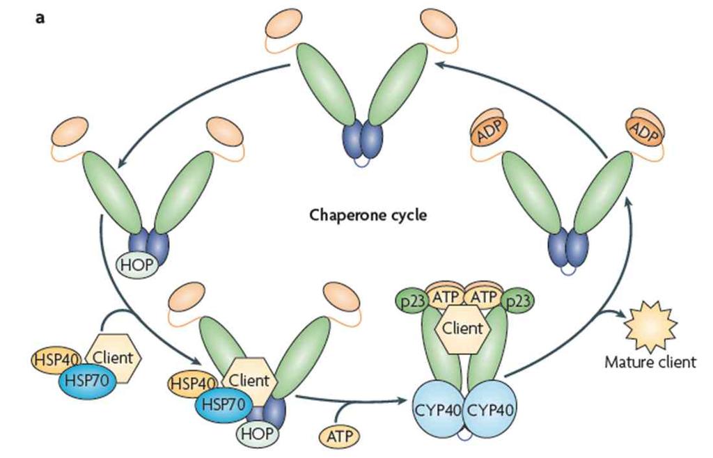 HS90; molecular chaperone for