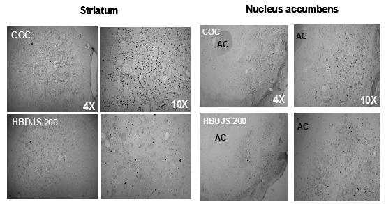 서지용외사상체질의학회지 2010;22(4):65-76 71 Figure. 4. Effect of HBDJS on acute cocaine-induced c-fos expression in the nucleus accumbens shell and striatum.