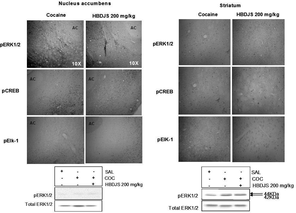 o.) plus cocaine treatment(n=3). Figure. 5. Effect of HBDJS on acute cocaine induced perk1/2, pcreb, pelk-1 responses in the nucleus accumbens and striatum.