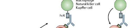 Rituximab