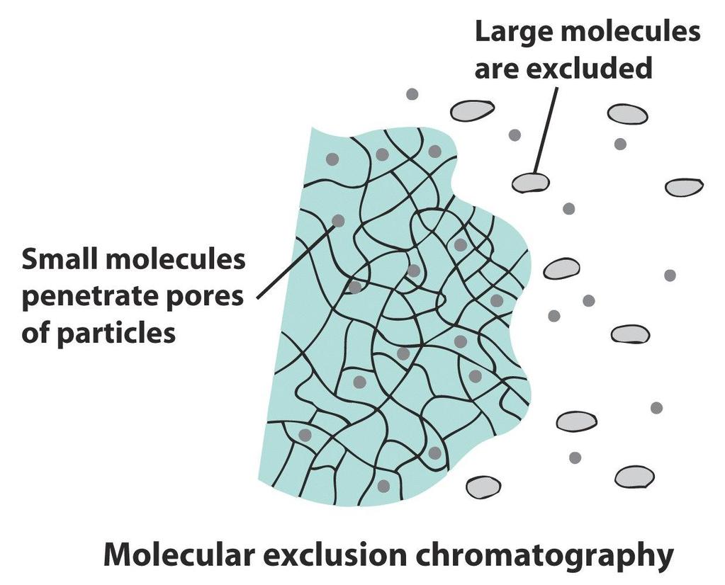 분자배제 (molecular exclusion) 크로마토그래피 gel permeation, gel