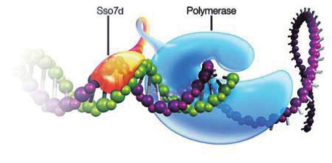 CFX Connect, Lightcycler (Roche) 형태 Rox 유무 2x No Blended Blended Blended No 민감도 Bio-Rad 의 High-Quality Taq Sso7d Enzyme 11 DNA polymerase 에 fusion 되어 polymerase 를안정화시키고, template
