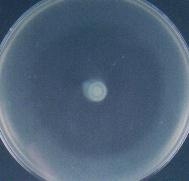 Listonella anguillarum, (B) Vibrio alginolyticus, (C) Vibrio furnissii, (D) Vibrio