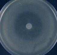 hrs. Pathogen Activity a) Listonella anguillarum Vibrio alginolyticus Vibrio furnissii Vibrio