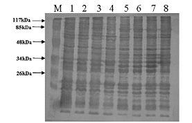30 오윤경 김명석 박명애 김진우 조지영 정현도 Fig. 1. Comparison by SDS-PAGE of the protein profiles of Vibrio harveyi whole cell.