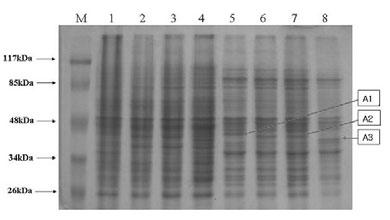 (a), antiserum against FP4138; (b), antiserum against E05003; (c), antiserum against C05011; (d), antiserum against KCCM40866.