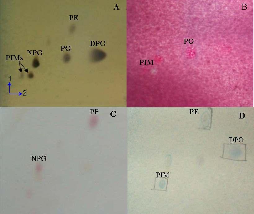 성과유사한조성을보이는것이며 C. terrae DB5 T 가 Cellulomonas 에속한다는것을확인 할수있다. ( 라) 2차원 TLC (thin-layer chromatography) 를이용한균주 DB5 T 의 polar lipids 분석 Fig.