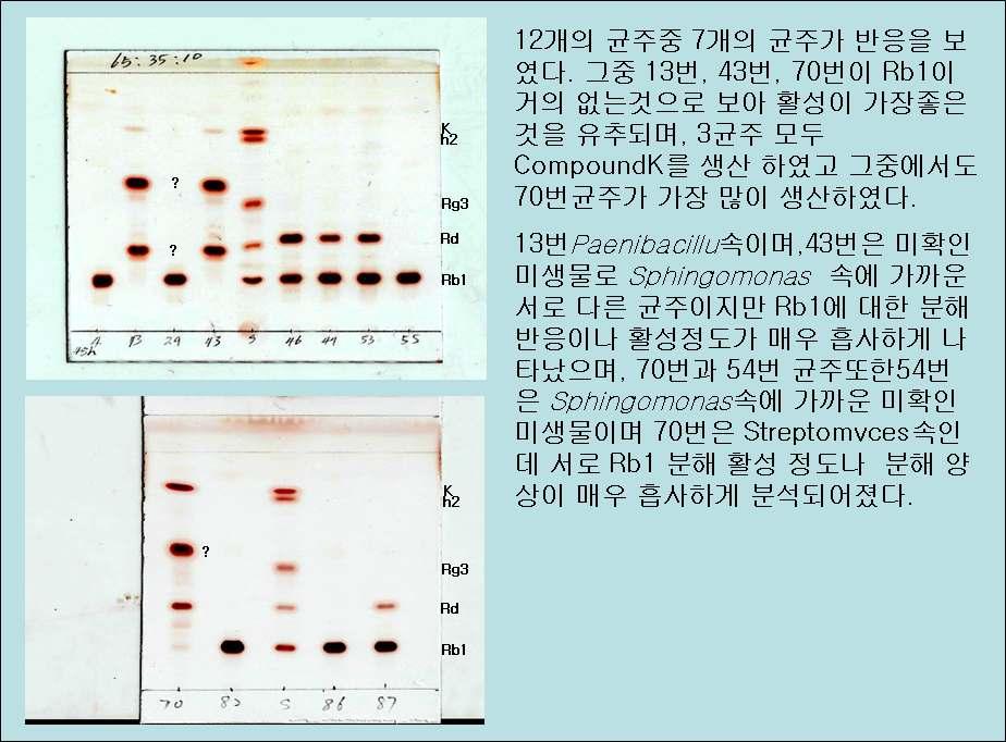 Fig. 21. TLC pattern of modified Rb1 by soil-born microorganisms isolated in ginseng field at first year. Table 13.