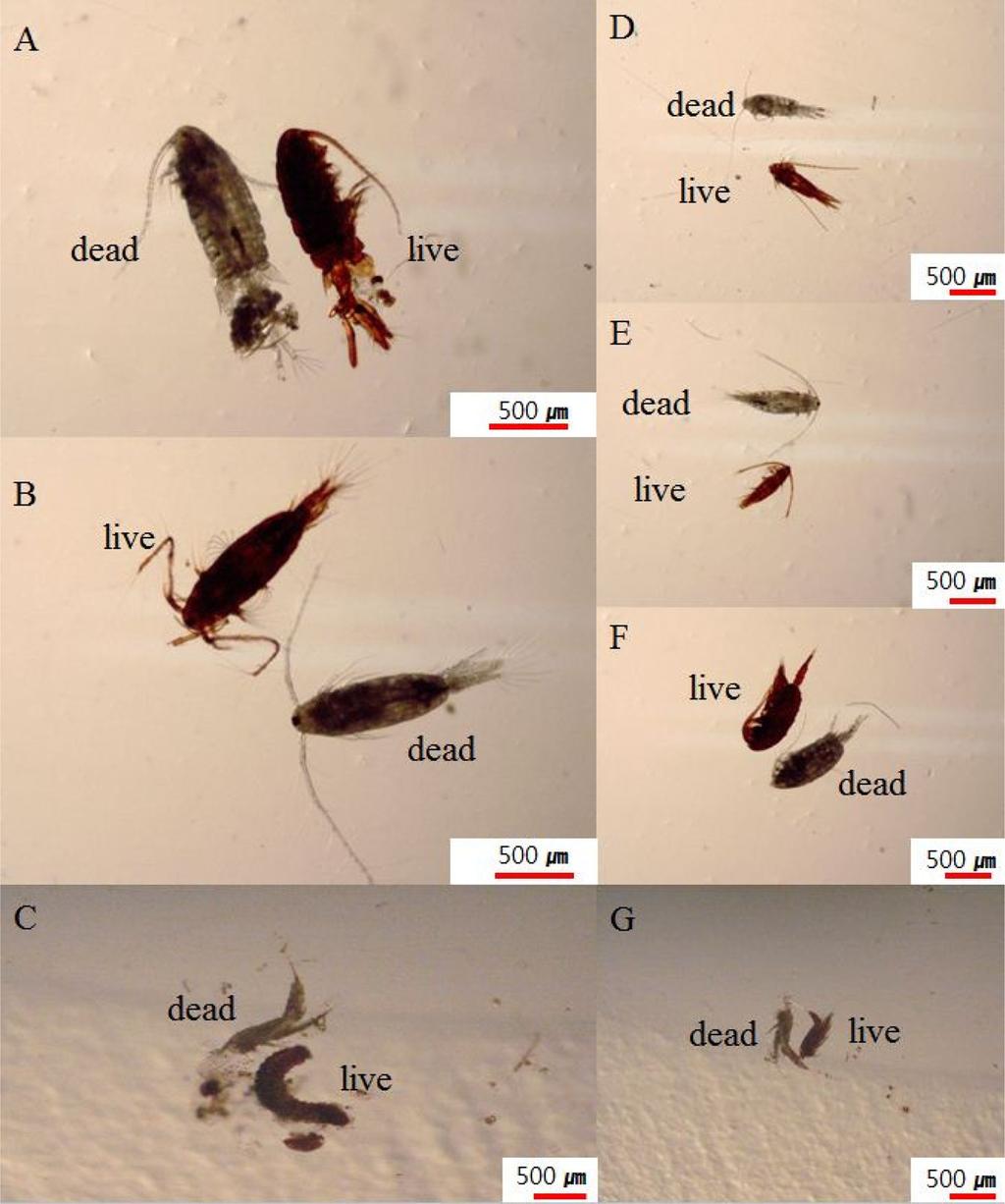 230 현봉길 신경순 정한식 최서열 장민철 이우진 최근형 Fig. 4. Various zooplankton species from Jangmok Bay stained with Neutral red (NR).